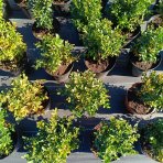Krušpán vždyzelený (Buxus sempervirens) - výška 20-30 cm, kont. C3L